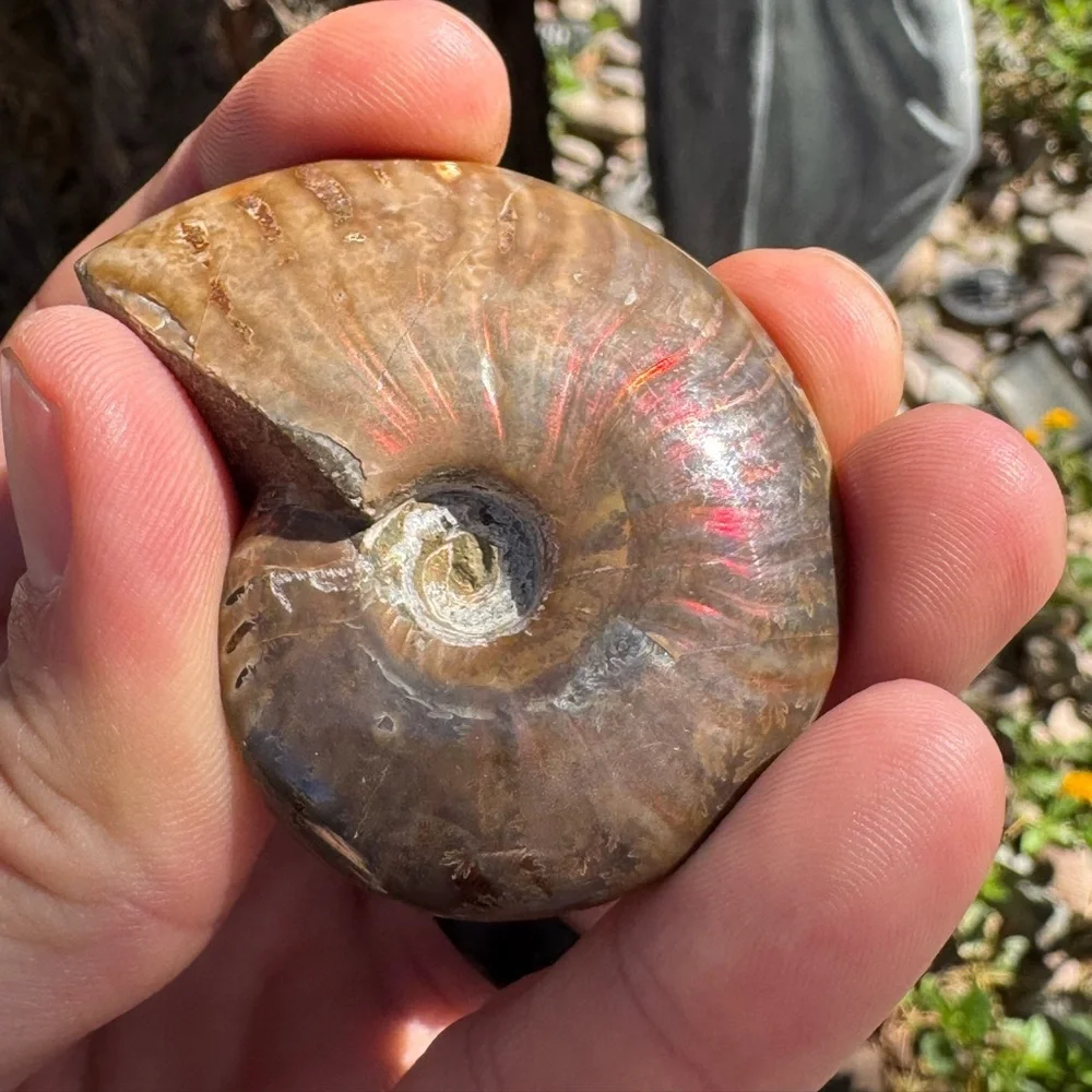 Ammonite Fossil with Iridescent Red Sheen (Madagascar)